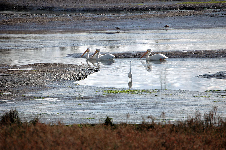 Elkhorn Slough Feb. 2010 089.jpg